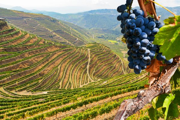 杜羅河谷-D4：杜羅河谷Douro Valley