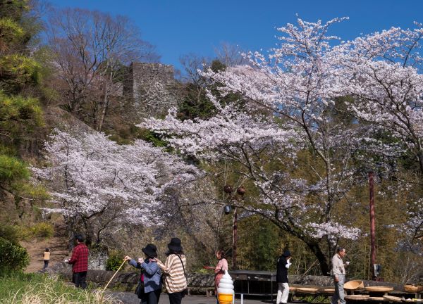 圖片出處：大分觀光協會-D2：岡城跡(賞櫻)