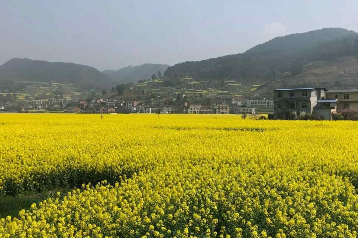 三秀油菜花