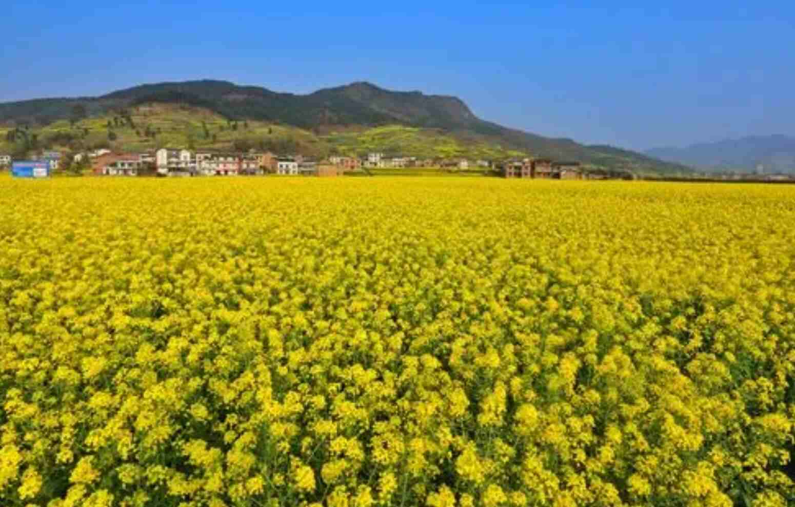 三秀油菜花