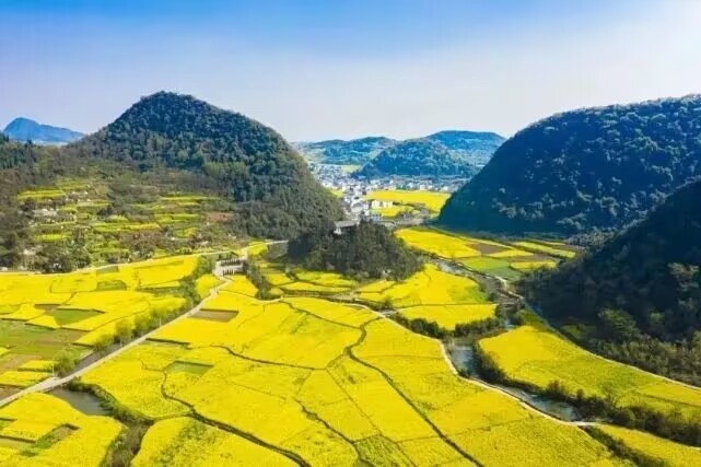 鲍家屯景區賞油菜花-來貴州看花海