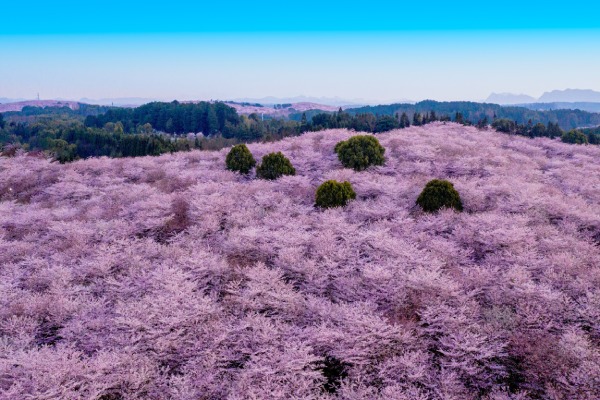 平壩萬畝櫻花-來貴州看花海