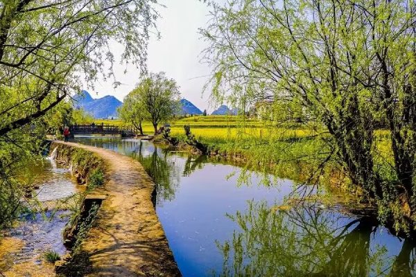 鲍家屯景區賞油菜花-季節限定賞花景點
