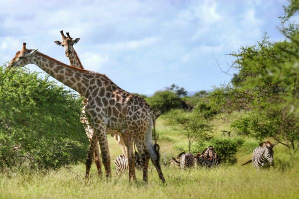 D7：野生動物遊獵之旅Safari