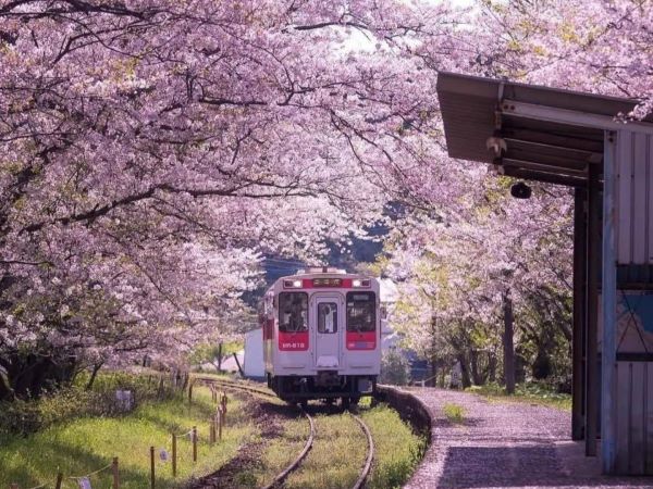 櫻花-D3：浦之崎櫻花車站(賞櫻)
