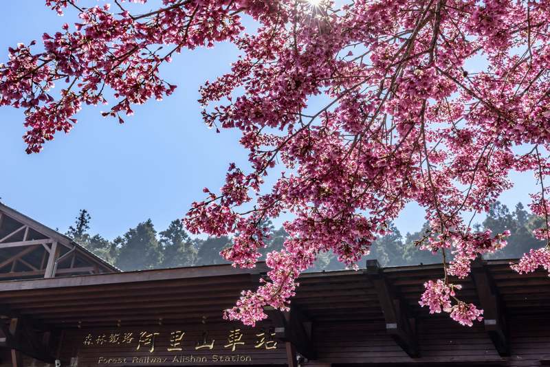 【阿里山櫻花季】