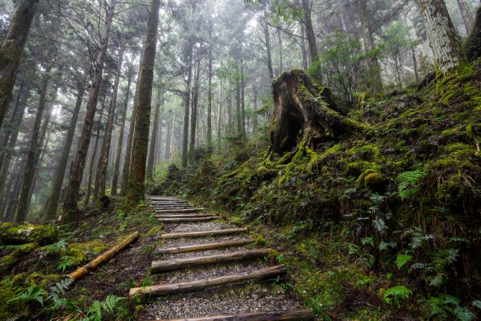 【太平山國家森林遊樂區】