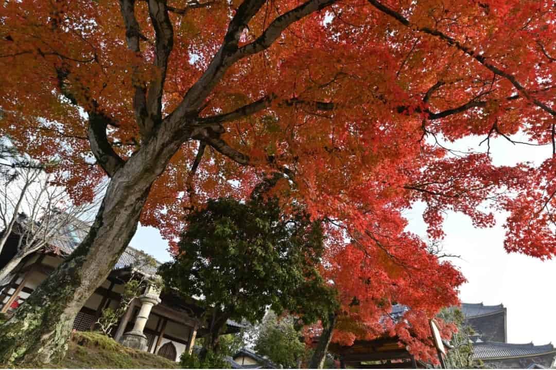 奈良古都漫遊