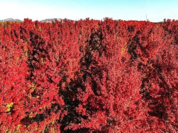 張家樓紅楓林-張家樓紅楓林