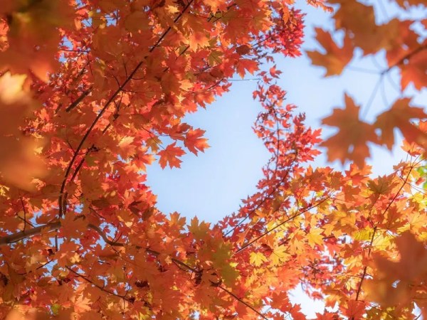 張家樓紅楓林-張家樓紅楓林