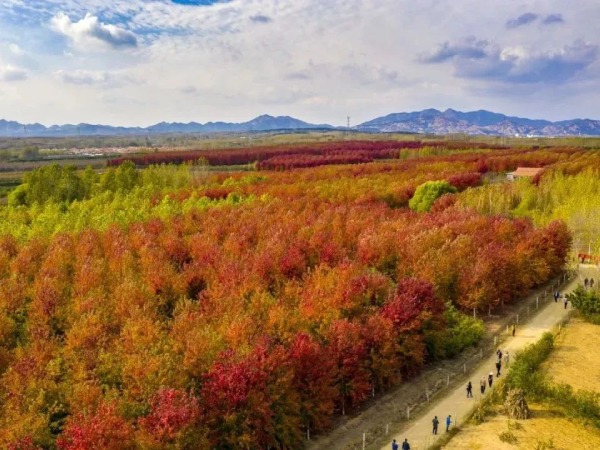 張家樓紅楓林-張家樓紅楓林