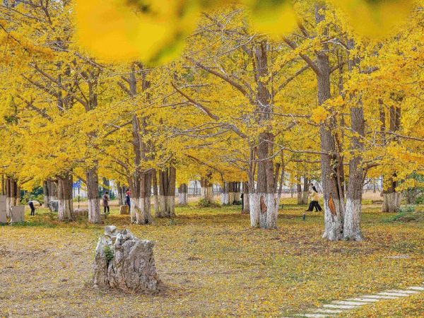 臨沂生生園-臨沂生生園賞銀杏