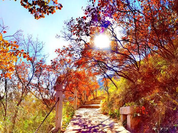 鳳凰嶺景區-秋意濃北京賞楓紅銀杏