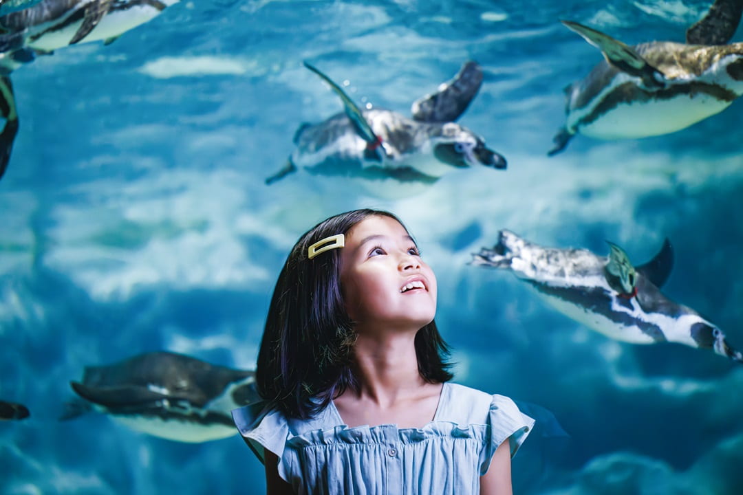 照片來源：DMM KARIYUSHI水族館-DMM KARIYUSHI水族館
