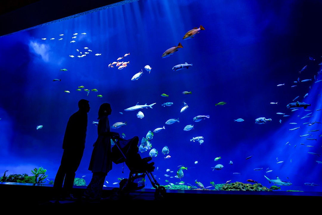 照片來源：DMM KARIYUSHI水族館-DMM KARIYUSHI水族館