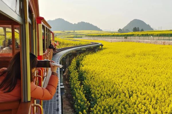 金雞峰叢(小火車)-羅平油菜花海