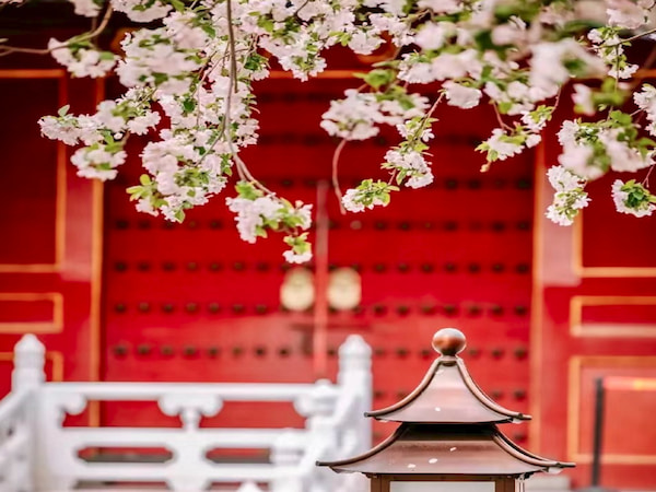 故宮紫禁城(春季可賞桃花，梨花...等)