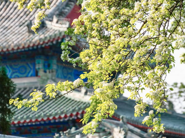 北京春天花開時
