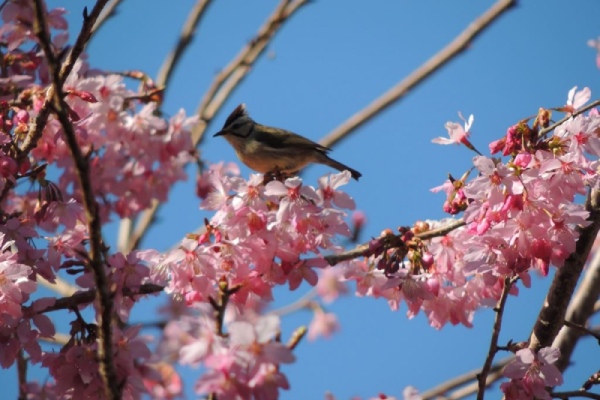 杉林溪森林生態渡假園區(櫻花季2-3月)