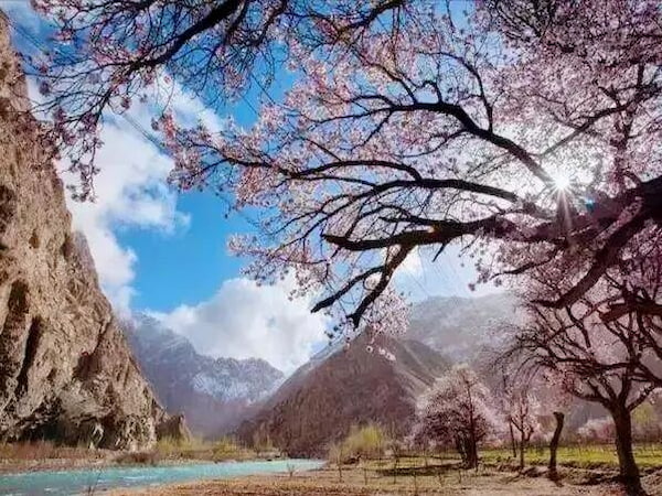 杏花-南疆花開的地方