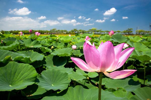 圖片擷取至:西拉雅國家風景區資訊網站-白河蓮花公園(蓮花季限定)