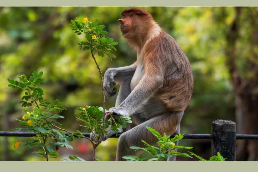 泗水野生動物園-野生動物園