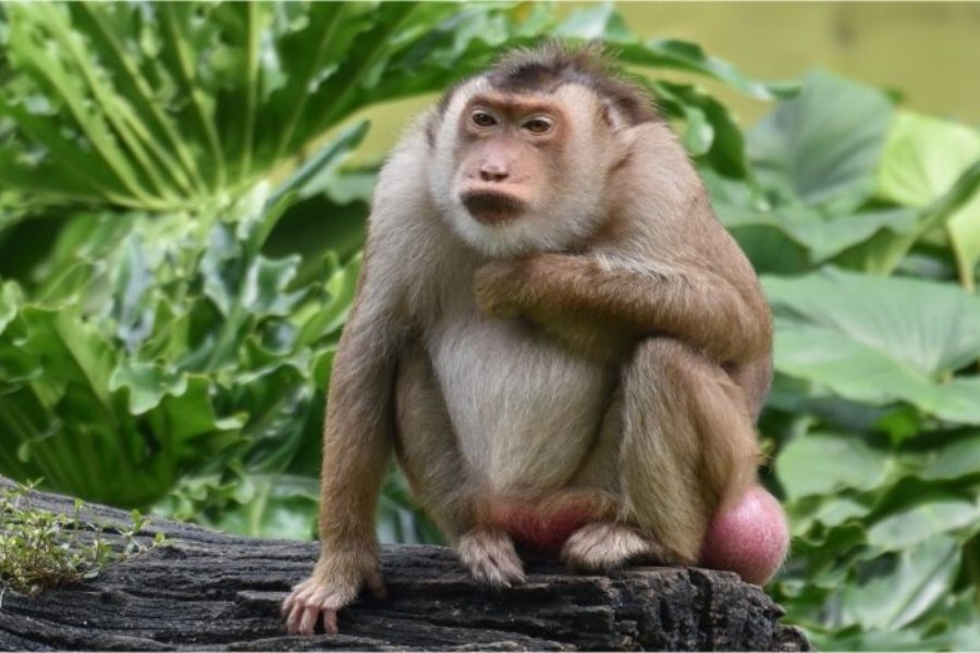 泗水野生動物園-野生動物園