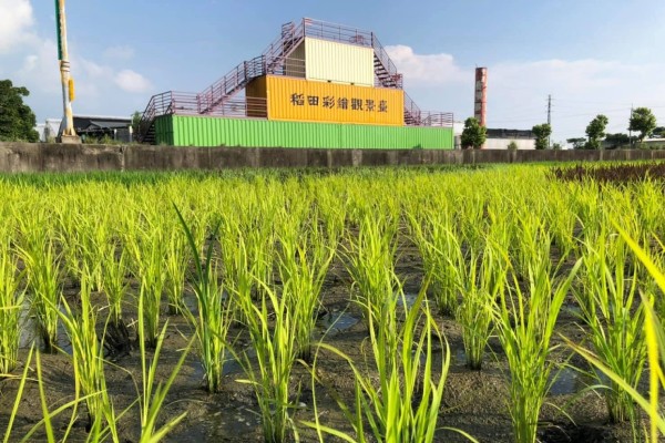 圖片載自FB愛情果園-2025稻田彩繪~天后派對 天后駕稻