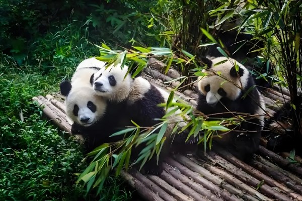 熊貓樂園