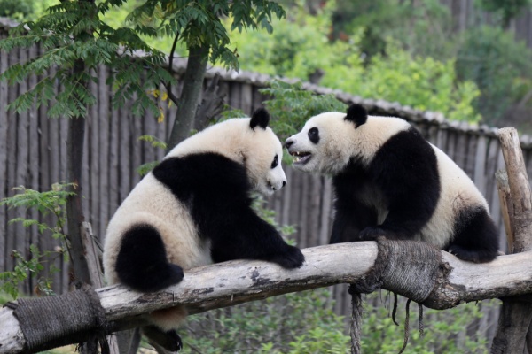 熊貓樂園