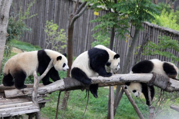 熊貓樂園