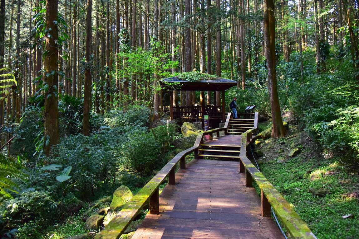 圖片來源:阿里山國家風景區管理處-奮起湖步道(車站、老街、杉林棧道)
