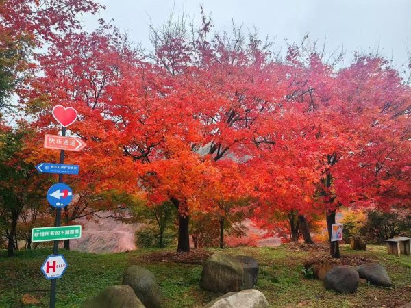 江山長台賞楓攝影基地