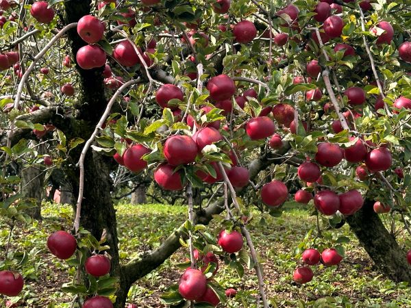 福壽山農場蘋果｜10～11月限定體驗