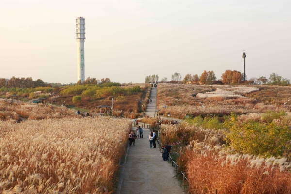 首爾天空公園(波波草+紫芒)(含回程接駁車)