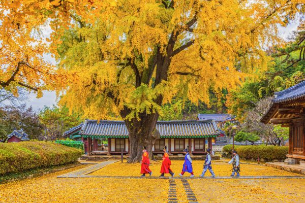 全州鄉校-全州必遊景點:全州鄉校(賞銀杏)