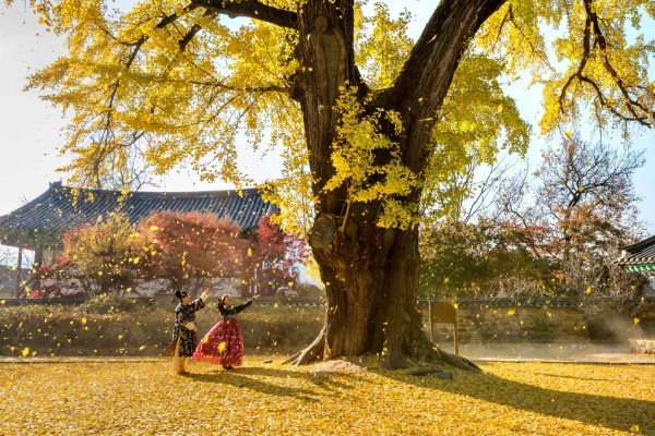 全州鄉校-全州必遊景點:全州鄉校(賞銀杏)