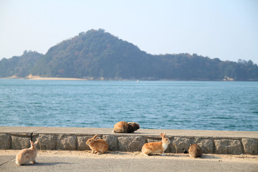 竹原兔子島秘境