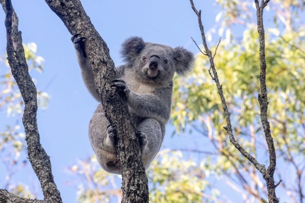 塔隆加動物園