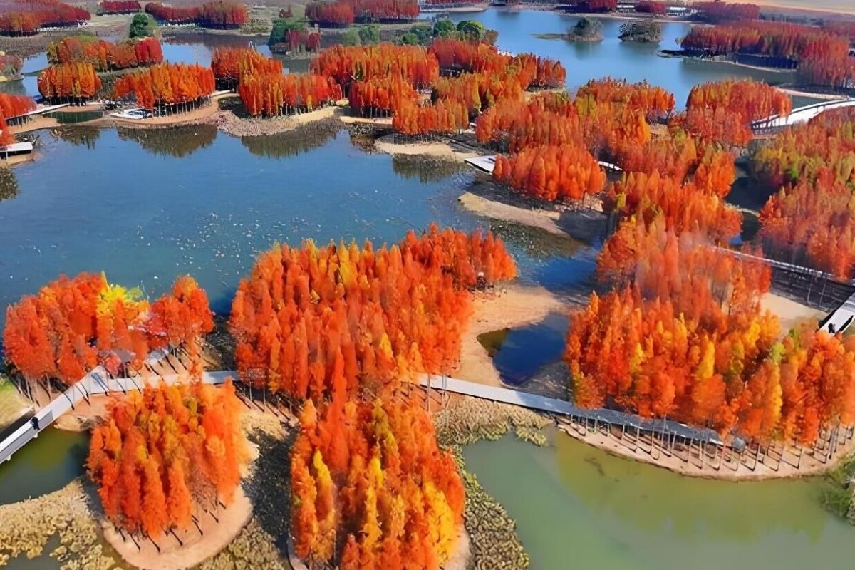 紅杉樹-D6：魚尾洲公園紅杉樹
