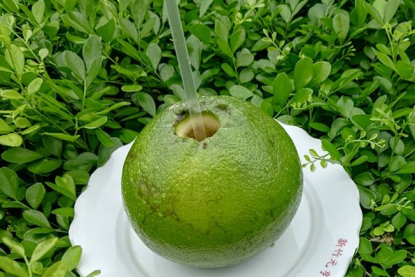 限定中秋~採柚體驗(柚農導覽+蜜柚試吃+蜜柚採果+帶兩顆走+蜜柚隨手杯1杯)