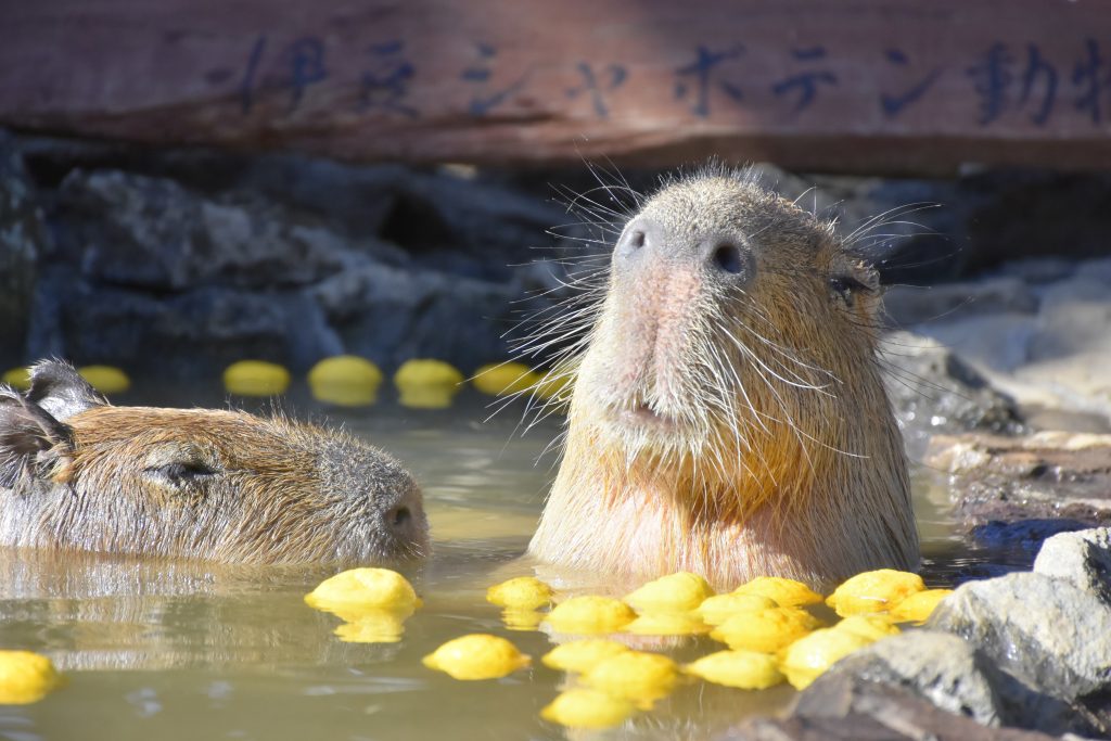 伊豆仙人掌動物公園-D2：伊豆仙人掌動物公園