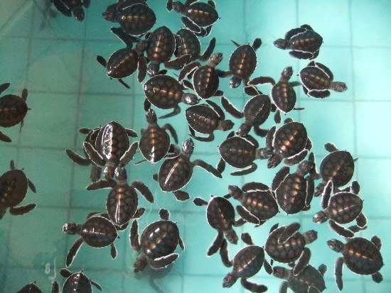 D2：Sea Turtle Conservation Center海龜養殖保育中心