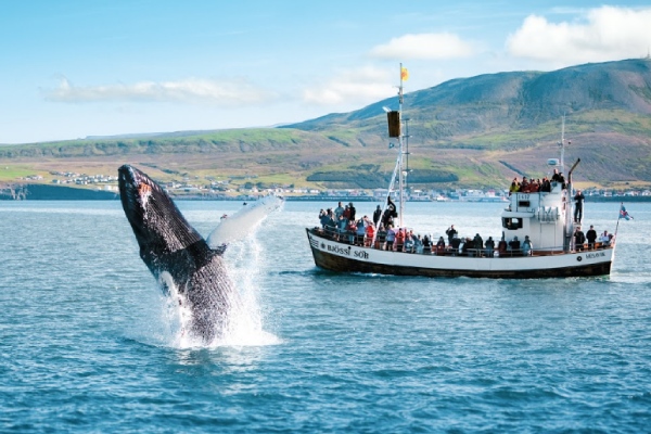 官方授權使用-D5：賞鯨之旅Whale watching