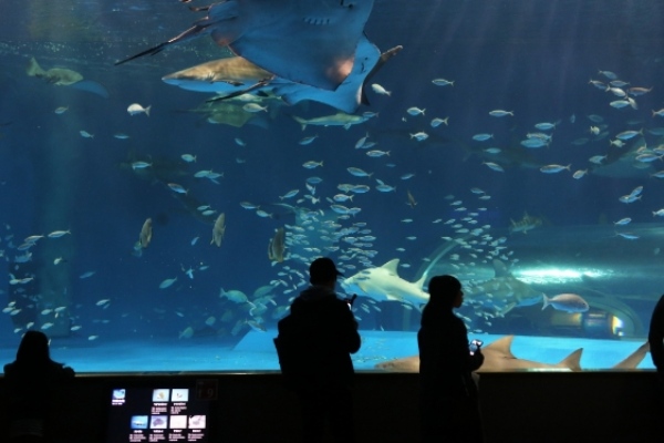 D3：島根縣立AQUAS水族館