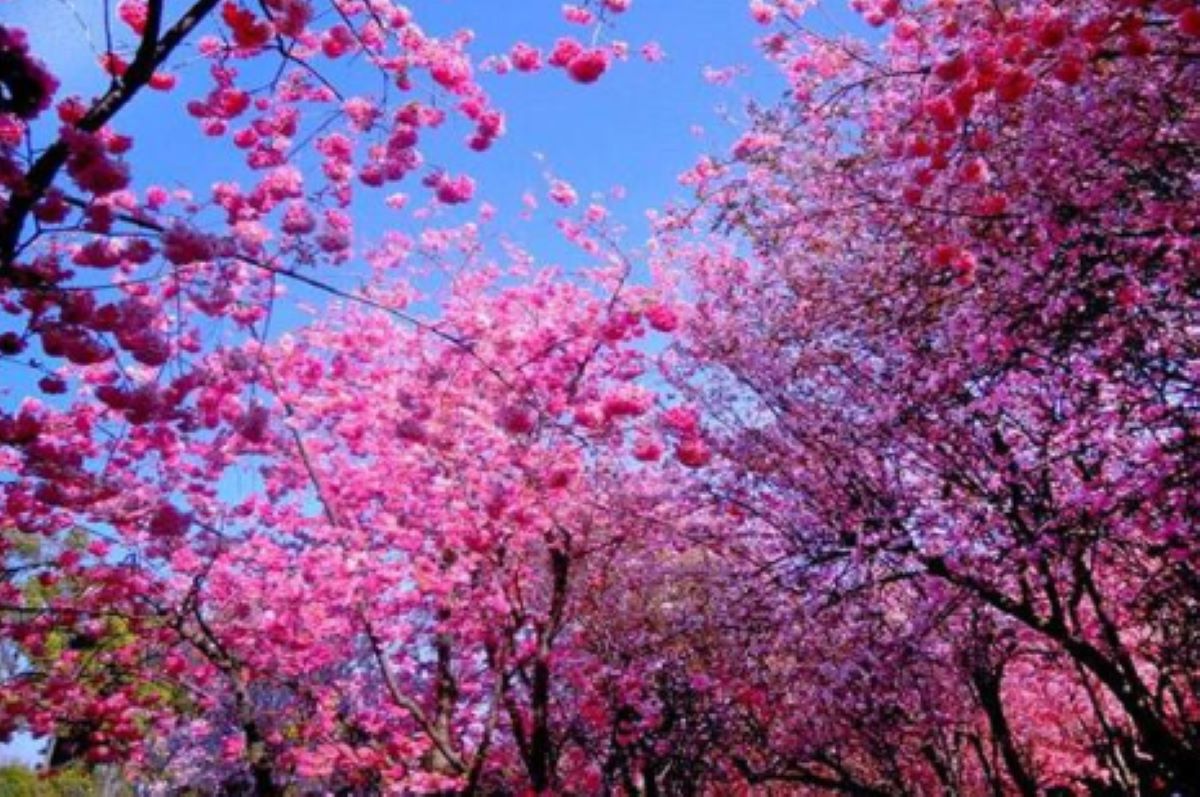 D2：圓通山賞櫻