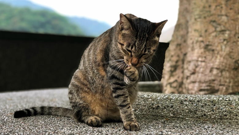 猴硐貓村