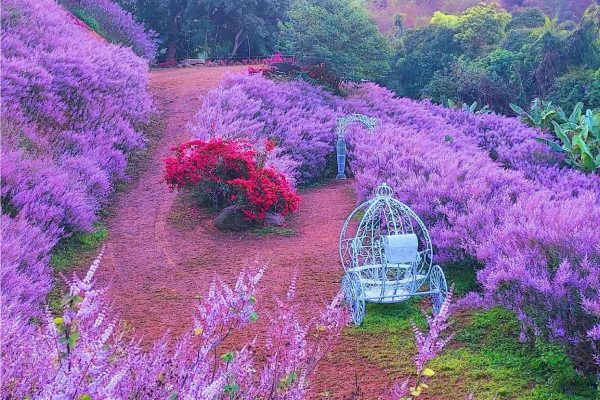 圖片載自臉書-瑰蜜甜心玫瑰園(麝香木2-3月)-瑰蜜甜心玫瑰園~全台最美粉紅山丘(麝香木2-3月)