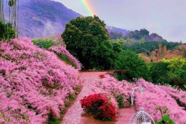 圖片載自臉書-瑰蜜甜心玫瑰園(麝香木2-3月)-瑰蜜甜心玫瑰園~全台最美粉紅山丘(麝香木2-3月)