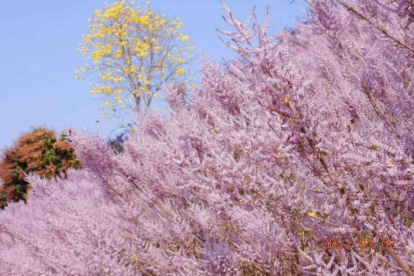 圖片載自臉書-瑰蜜甜心玫瑰園(麝香木2-3月)-瑰蜜甜心玫瑰園~全台最美粉紅山丘(麝香木2-3月)